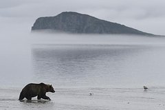 В России школьник выжил после встречи с медведем благодаря одному приему