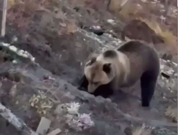 Видео с медведем на кладбище снято не в Златоусте, заявили местные власти — новости экологии на ECOportal