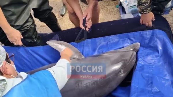 Заблудившегося дельфина поймали и выпустят в Чёрное море — новости экологии на ECOportal