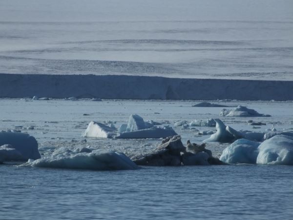 На акватории Севморпути в море Лаптевых началось ледообразование