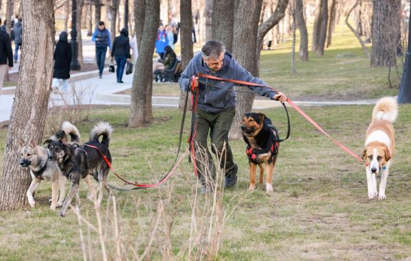 Госдума 17 сентября рассмотрит запрет на выгул опасных собак детьми и пьяными — новости экологии на ECOportal